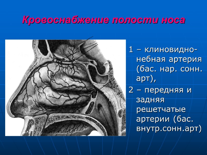 Кровоснабжение полости носа 1 – клиновидно-небная артерия (бас. нар. сонн. арт), 2 – передняя